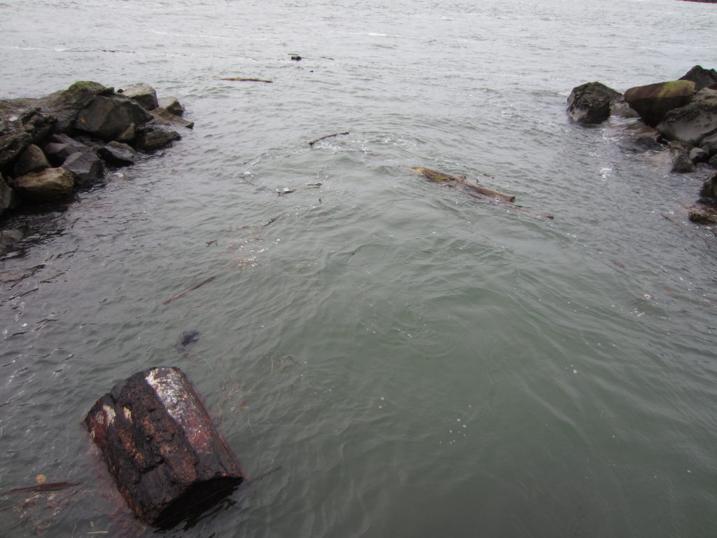 logs in the water